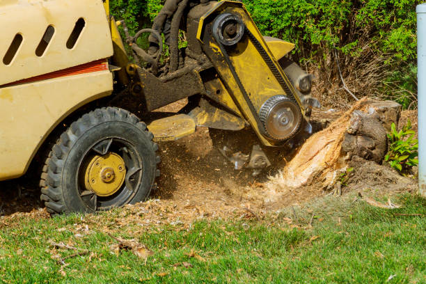  La Plata, NM Tree Service Pros